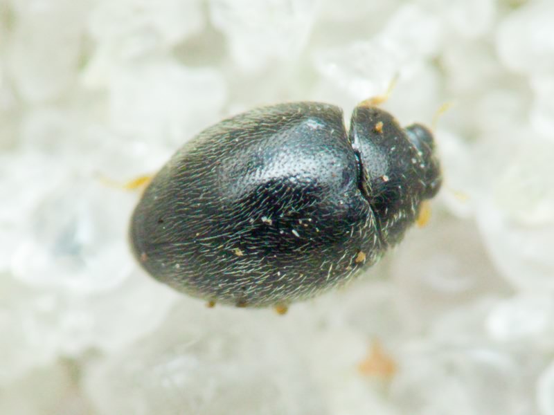 Stethorus punctillum Weise, 1891